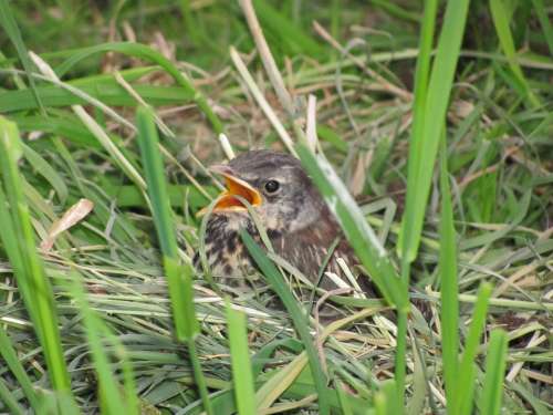 Bird Bird Young Blackbird Young Bird Chicks