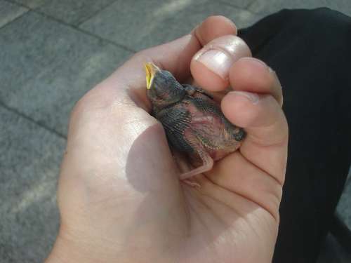 Bird Hand Helpless Recovered Sun Nest Favor