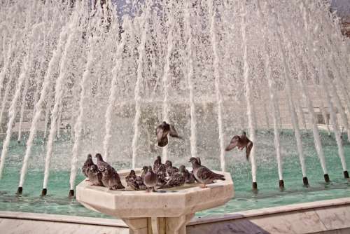 Bird Bath Pigeons Fountain Birds Swim Istanbul