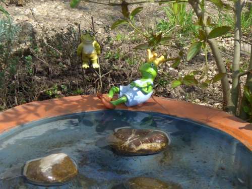 Bird Bath Water Pebbles Frog Prince Toad