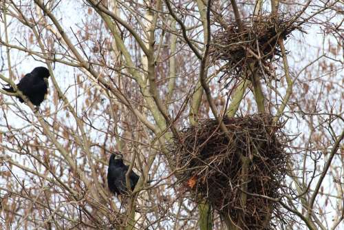 Bird Nests Crow Nests Crow'S Nests Birds Nest