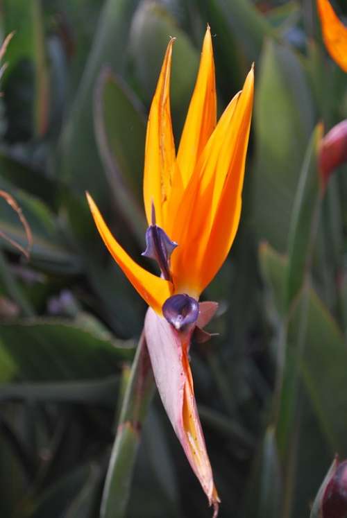 Bird Of Paradise Floral Tropical Summer Blossom