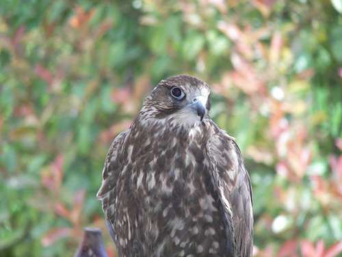 Bird Of Prey Hawk Bird Animal Zoo Natural Wild