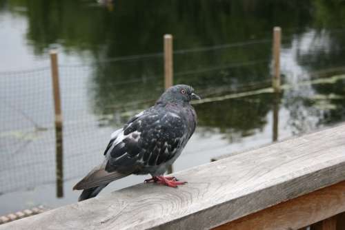 Birdie Pigeon Bird Lake Poetry Afternoon Park