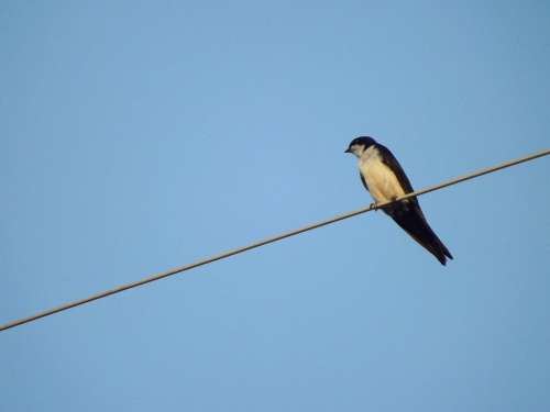 Birdie Bird Swallow