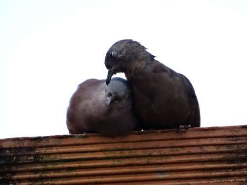 Birdie Love Nature