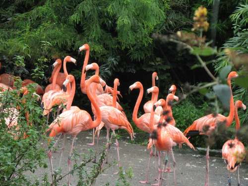 Birds Nature Flamingo Animal Feathers Wings