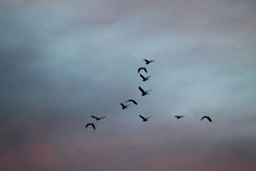 Birds High Fly Flying Migrating Wildlife