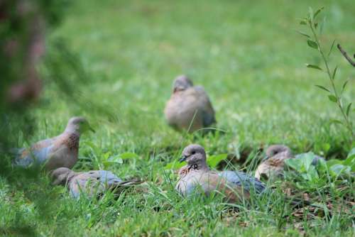 Birds Doves Grey Browsing Feeding Eating Garden