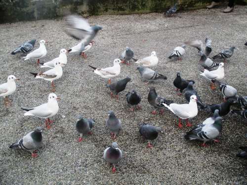 Birds Gulls Pigeons Flock Of Birds White Grey