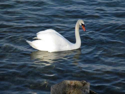 Birds Swan Mute Swan Majestic Drop Of Water Bill