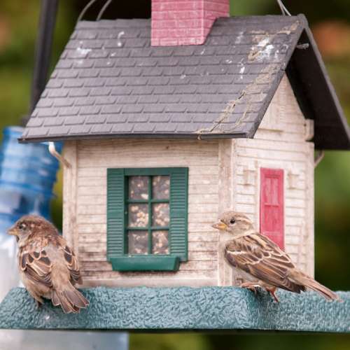 Birds Birdfeeder Sparrow Food Seeds Cardinal