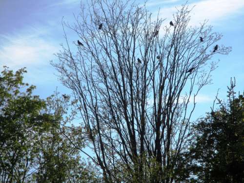Birds Crow Dig Branches Trees Abendstimmung Sky