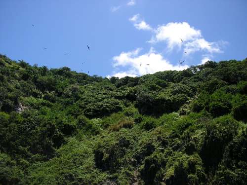 Birds Tobago Mountain Hill Sky Landscape Greenery