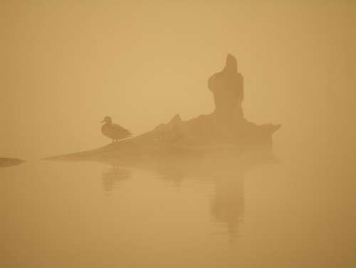 Birds Morning Water The Fog Orange Climate Nature