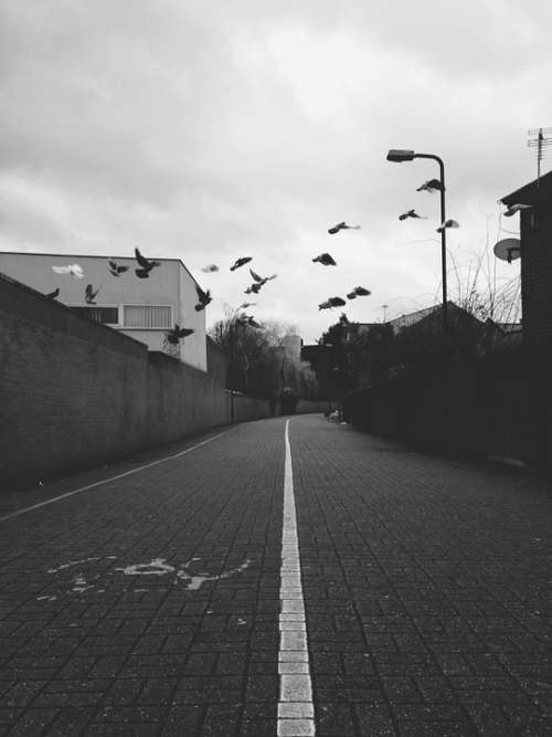 Birds Street Urban City District Road Path Fly