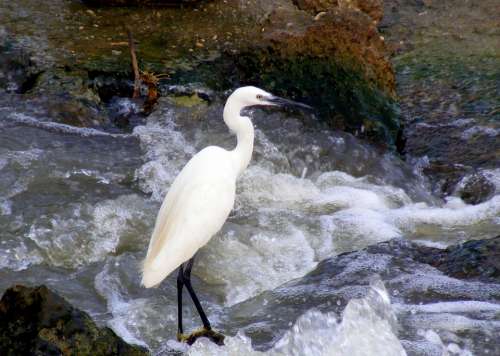 Birds Egret Water