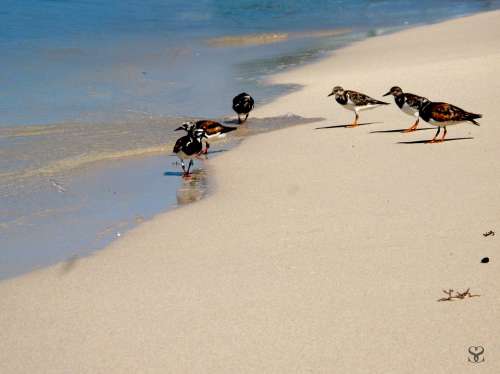 Birds Sea Ave Animals Sand Beach Nature Creature