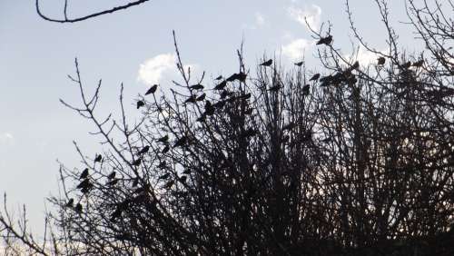 Birds Branch Nature