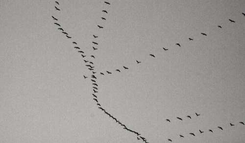 Birds Cold Dark Ducks Fall Flock Flying Sky