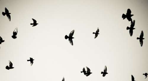 Birds Pigeons Flying Sky Freedom Air Fly Clouds