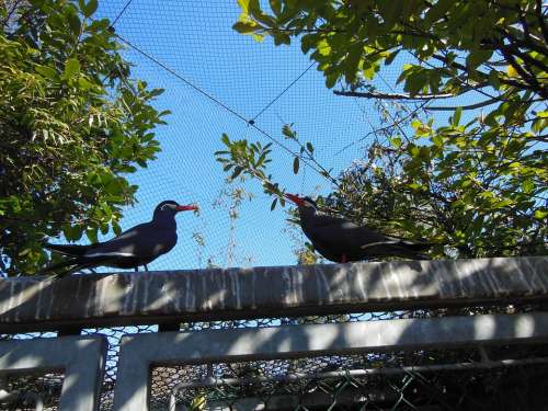 Birds Inca Terns Larosterna Inca South America