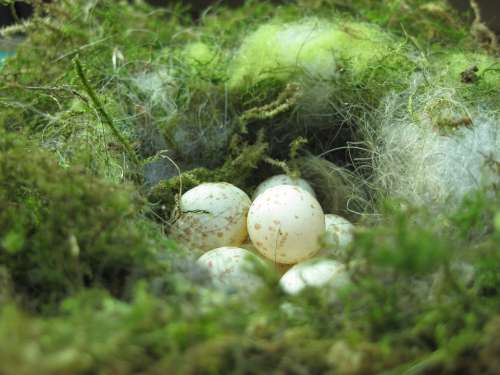 Bird'S Nest Nesting Place Nest Egg Tit Nest