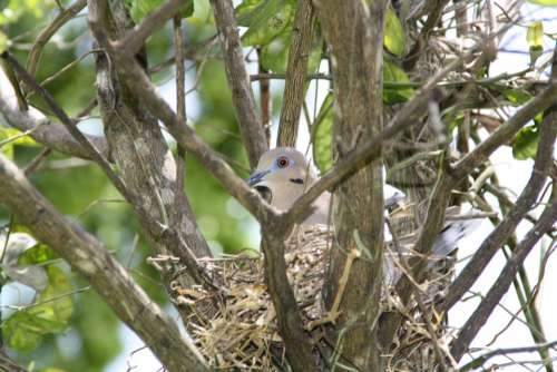 Bird'S Nest Dove Pigeon Nest Bird Breeding