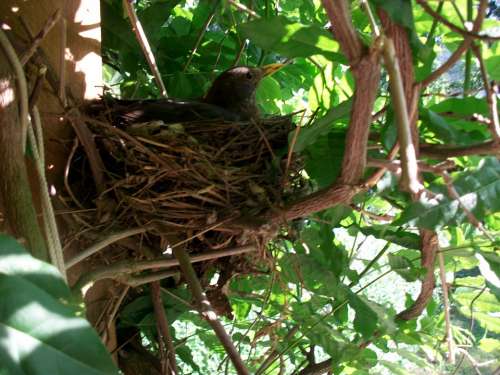 Bird'S Nest Breed Hatch Blackbird True