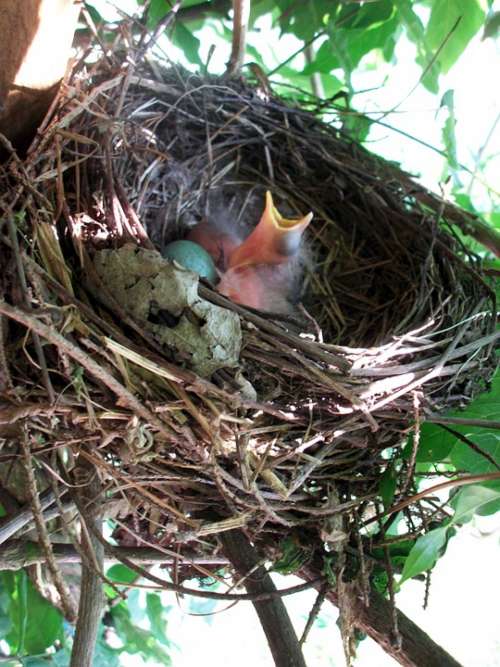 Bird'S Nest Nesting Place Bird Breeding Bird
