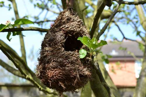 Bird'S Nest Nest Bird Tree Wild