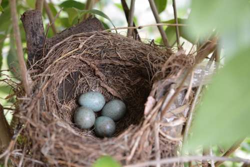 Bird'S Nest Bird Nest Eggs Nature Natural