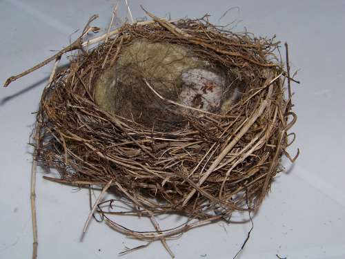 Bird'S Nest Nest Nesting Place Hatchery