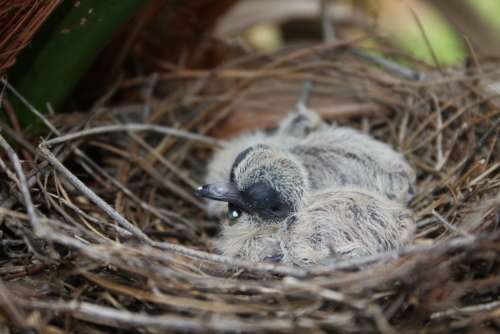 Bird'S Nest Baby Bird Bird Nest Animal