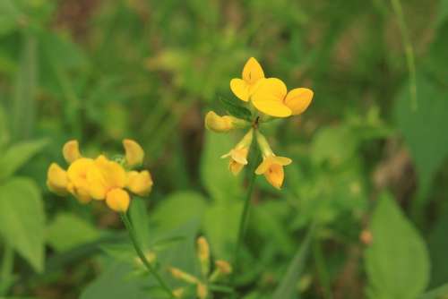 Birdsfoot Corniculatus Flowers Lotus Trefoil