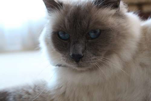 Birman Blue Eyes Cat Close-Up Portrait Feline