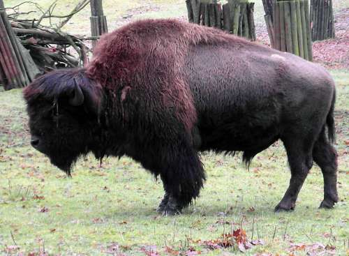 Bison Buffalo Wisent Wildlife Park Winter Horns