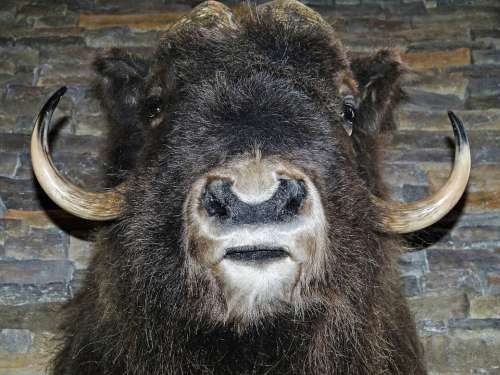 Bison Head Mammal Animal Close-Up Macro