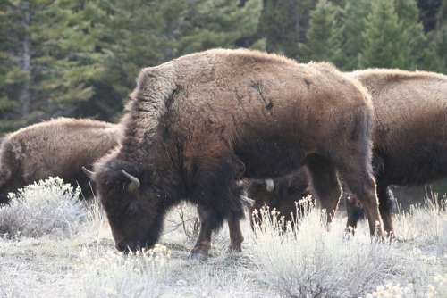Bison Buffalo Yellowstone Animal Mammal