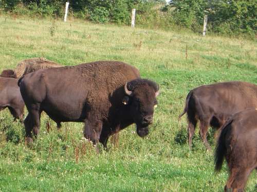 Bison Flock Beef Cattle Steak Wild America