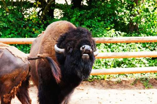Bison Animals Nature