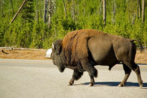 Bison Animal Wildlife Landscape Nature Yellowstone