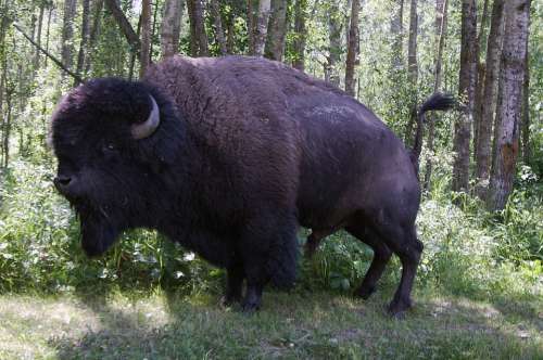 Bison Buffalo Canada Elk Island National Park