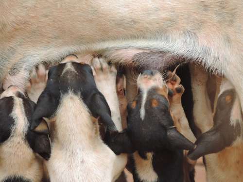 Bitch Puppies Nursing Balcony Hunter