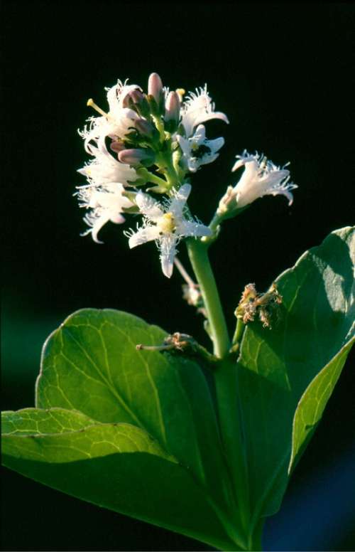 Bitter Clover Flower Plant