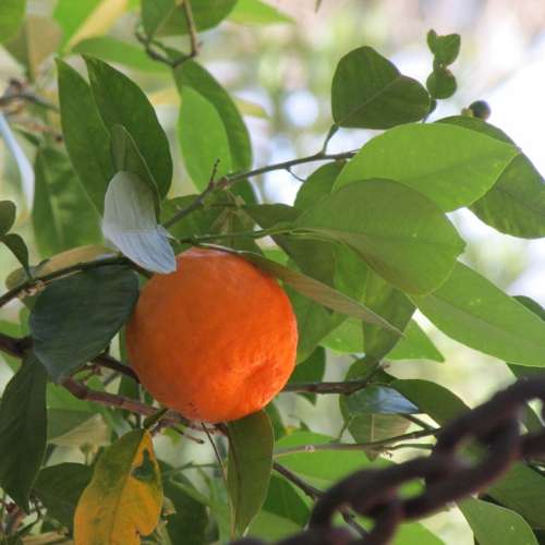 Bitter Orange Plant Orange Food Natural Tree