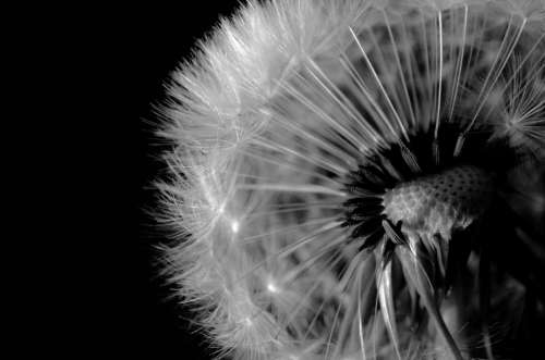 Black Seed Dandelion Close-Up White Macro Wind