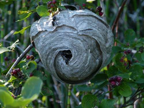 Black Wasp Hanging Nest Building Insects Meadow