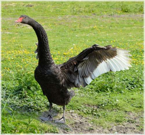 Black Ballet Dance Water Bird Nature Holland