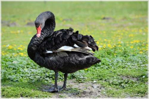 Black Ballet Dance Water Bird Nature Holland